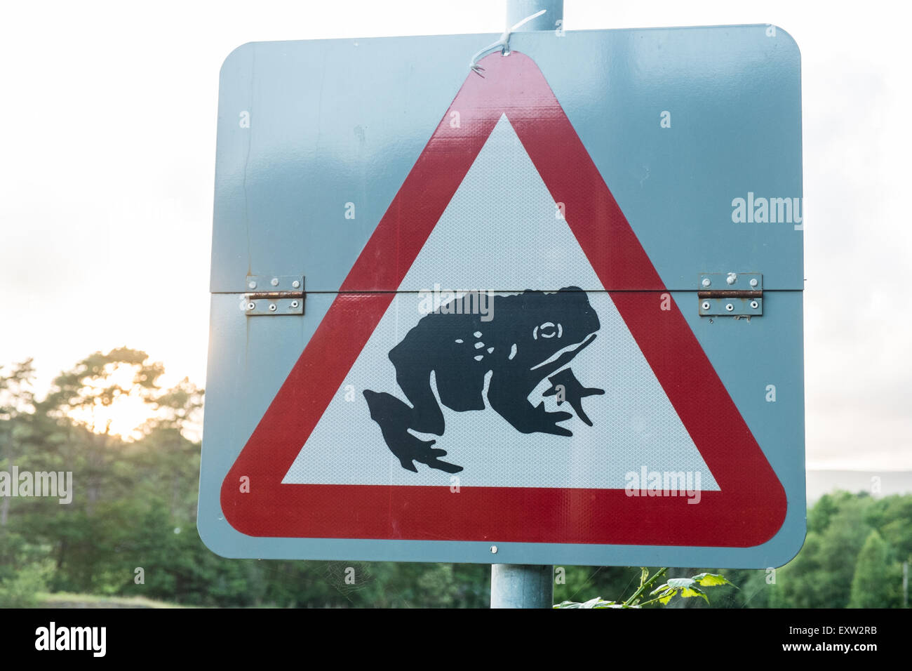 Ynyshir, ynys-hir, ynys, hir, Kröte, Straße, Zeichen, Beschilderung, Ceredigion, Frosch, Kreuzung, Wales, Großbritannien, Großbritannien, Stockfoto