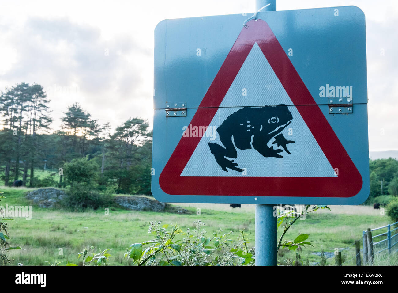 Ynyshir, ynys-hir, ynys, hir, Kröte, Straße, Zeichen, Beschilderung, Ceredigion, Frosch, Kreuzung, Wales, Großbritannien, Großbritannien, Stockfoto