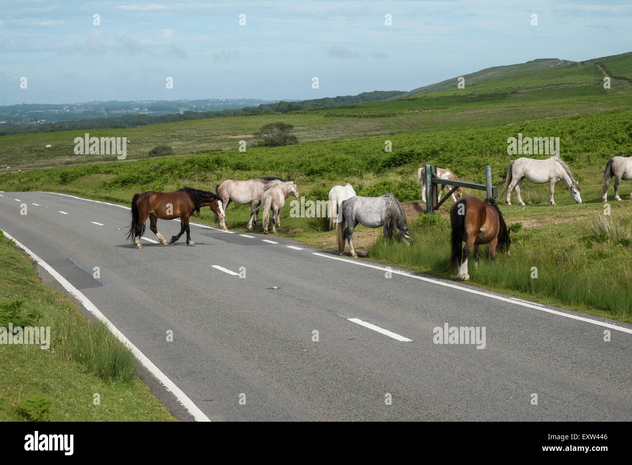 Rhossilli, Bucht, Strand, Gower, Wales, Pferde, Ponys, die Straße mit Vorfahrt Gower Peninsula,Wales.U.K überqueren. Stockfoto
