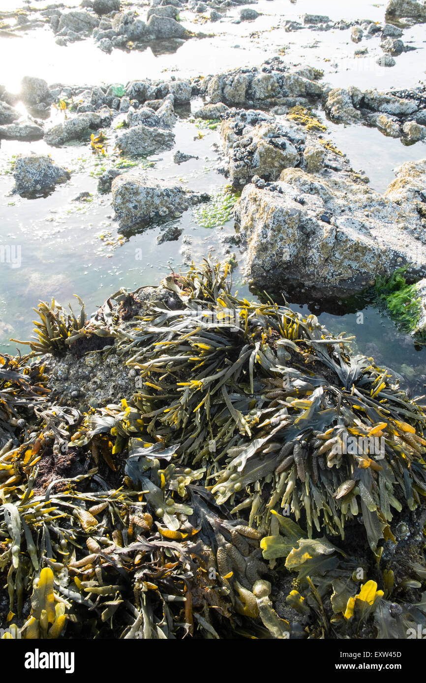 Geologie, rockt am Damm über nach Worms Head,Gower.Rhossilli,Bay,beach,Gower,Wales,causeway, Stockfoto