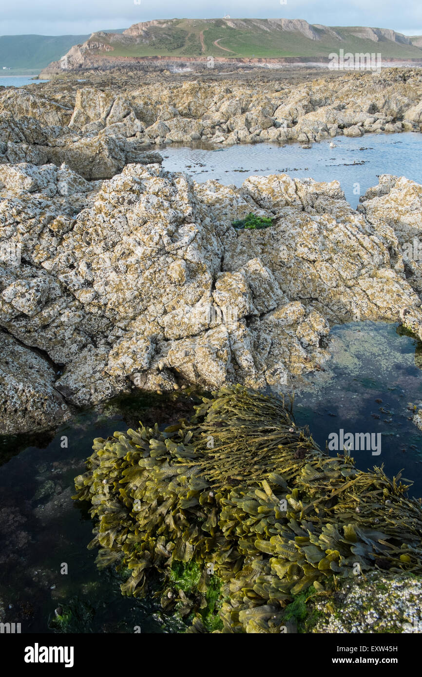 Geologie, rockt am Damm über nach Worms Head,Gower.Rhossilli,Bay,beach,Gower,Wales,causeway, Stockfoto