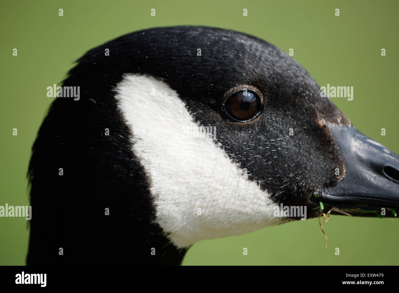 Ente auf der Suche auf der einen Seite, während der Fotograf (mich) ein Bild von der Seite des Kopfes erfasst. Stockfoto