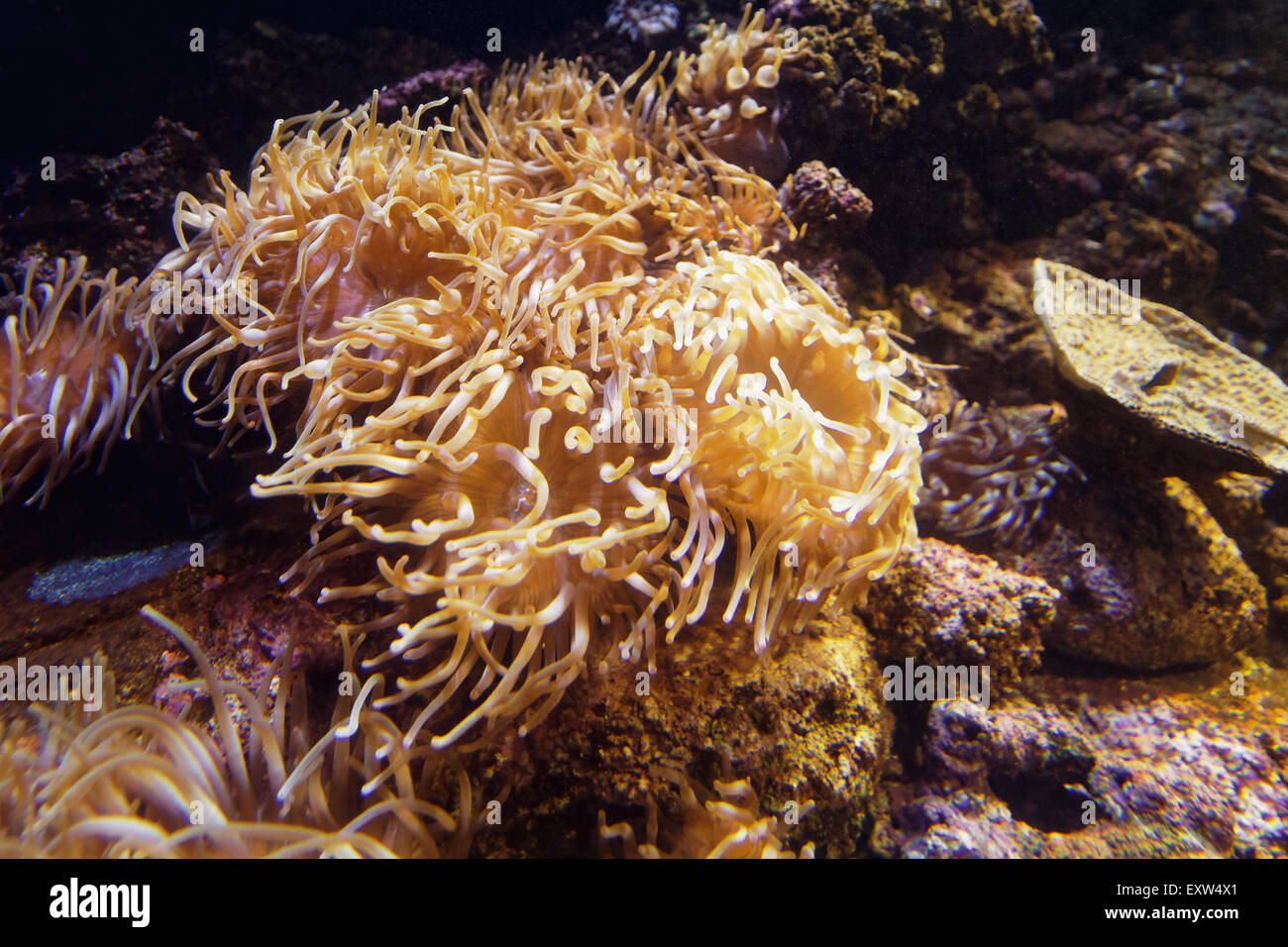 Seeanemone (Anemonia Viridis), auch genannt die "Meer Brennnessel" Stockfoto