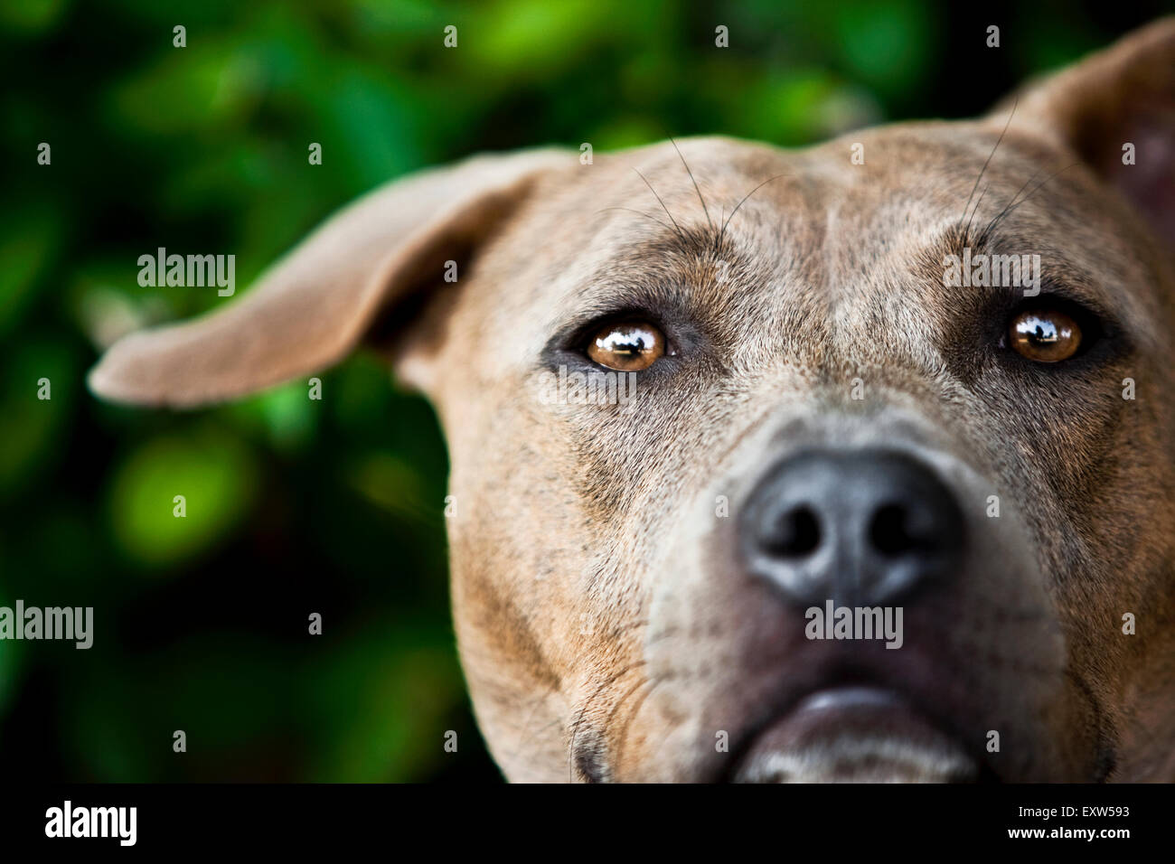 Fesselnde nahe Porträt braun Pitbull Kopf, einem floppy Ohr Stockfoto