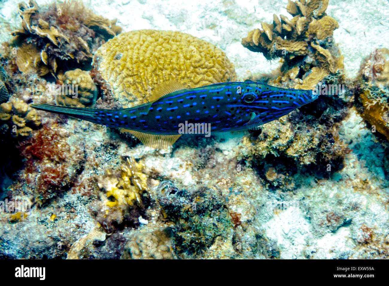 Scrawled Feilenfisch herumschwimmen Korallen am Riff Buddys in Bonaire Stockfoto