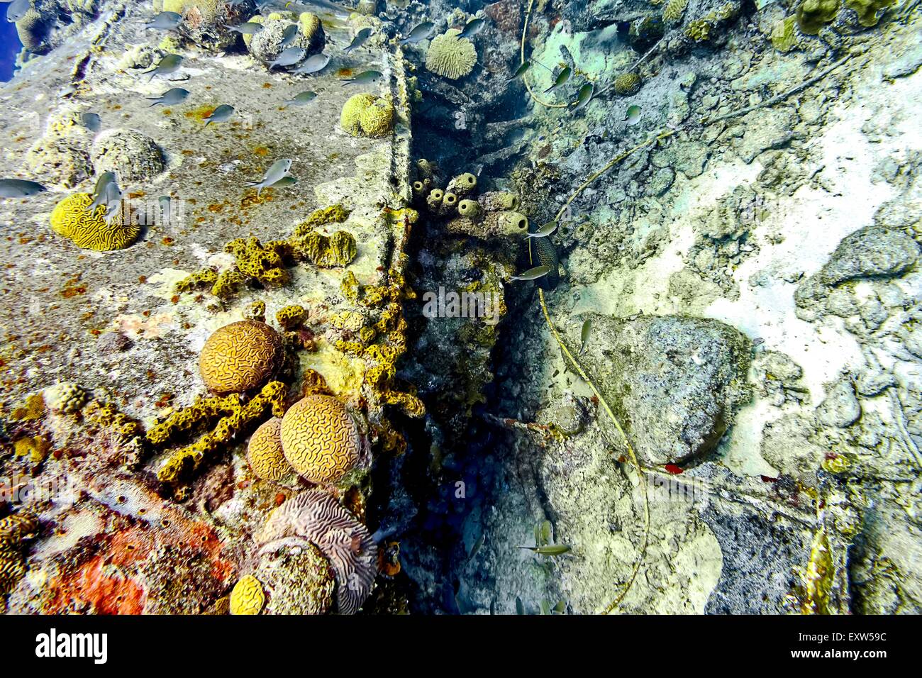 Korallen und Schwämme wachsen auf dem La Machaca Wrack im Buddy's Reef in Bonaire Stockfoto