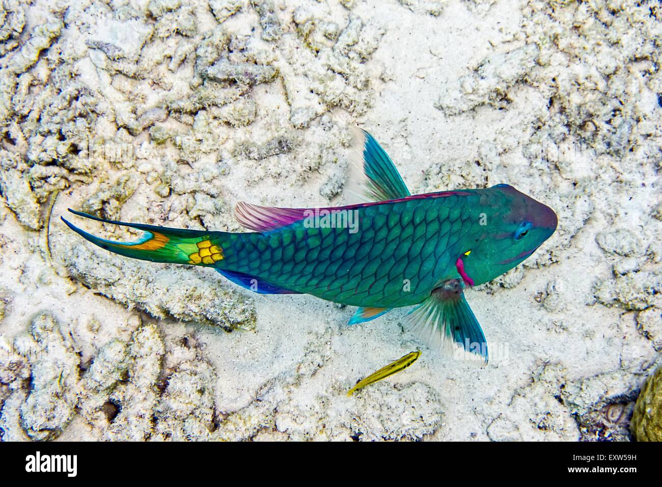 Stoplight Papageienfisch terminalen Phase Fragen, um im Buddy's Reef, in Bonaire, Niederländische Antillen Stockfoto