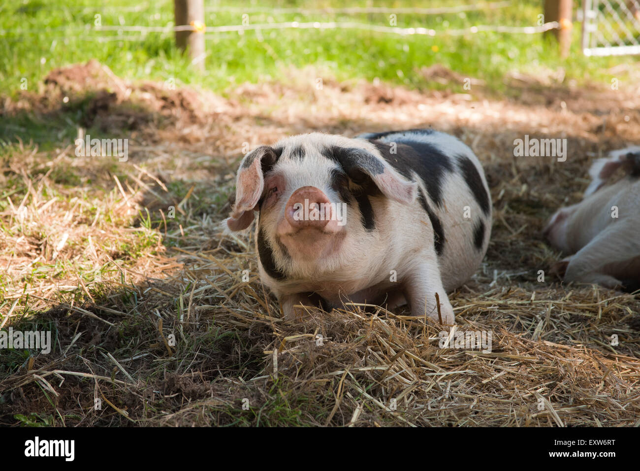 Alte Flecken Gloucestershire Schwein in Carnation, Washington, USA Stockfoto