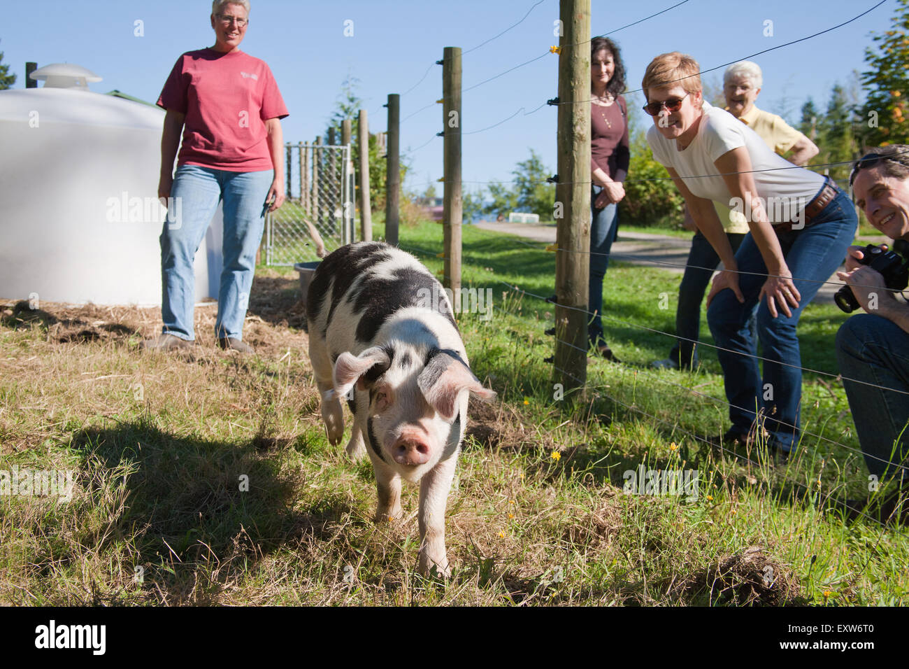 Gloucestershire (oder Gloucester) alte Flecken Schwein Gruß Besucher auf Hund Bergbauernhof in Carnation, Washington, USA Stockfoto