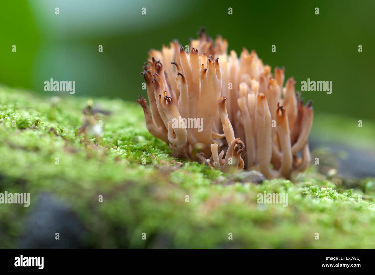 Ramaria Stricta Pilze auf einem alten Baumstumpf Stockfoto