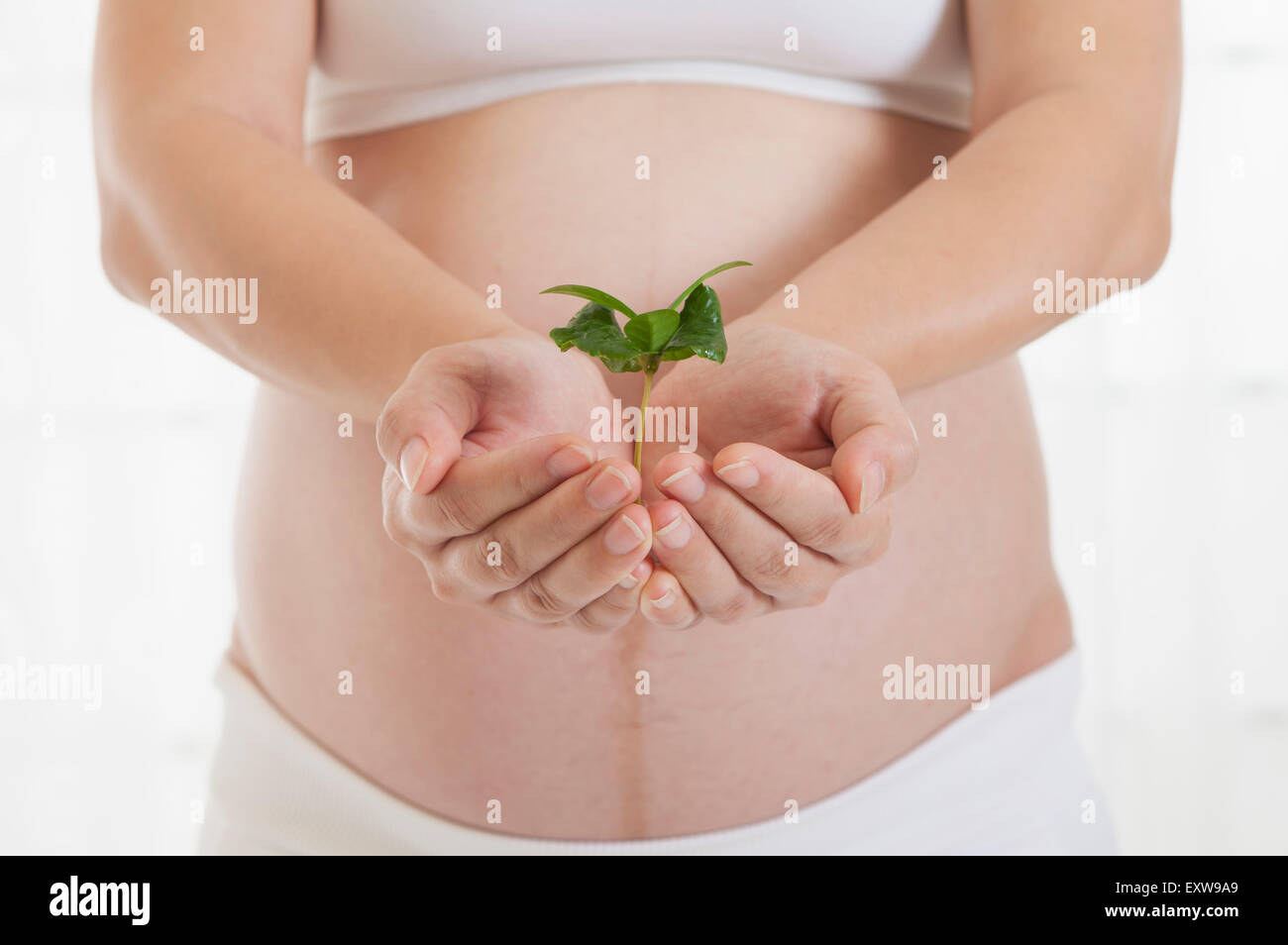 Schwangere Frau Haende mit grünen Blättern, Stockfoto