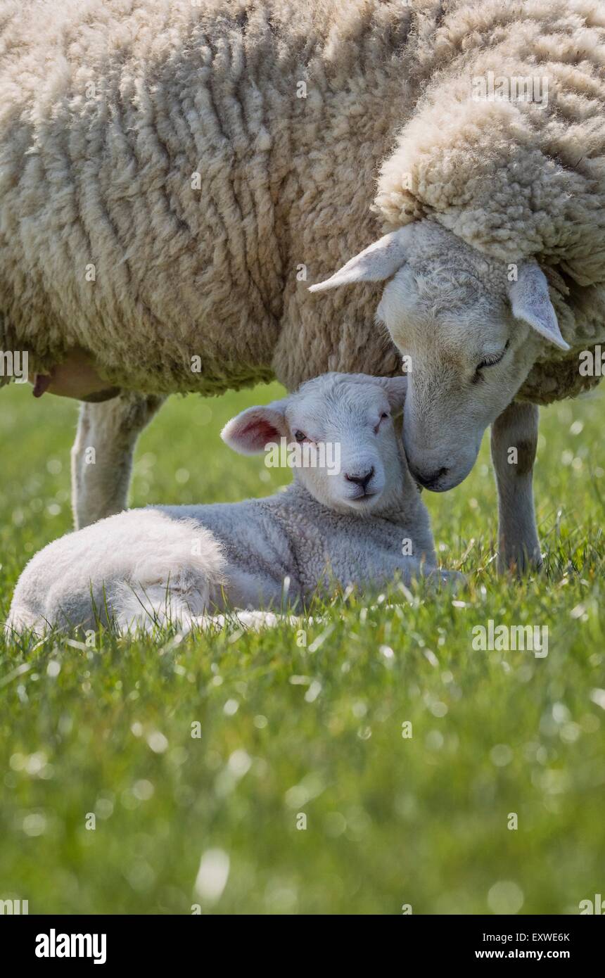 Mutter Schaf mit Lamm am Deich Stockfoto