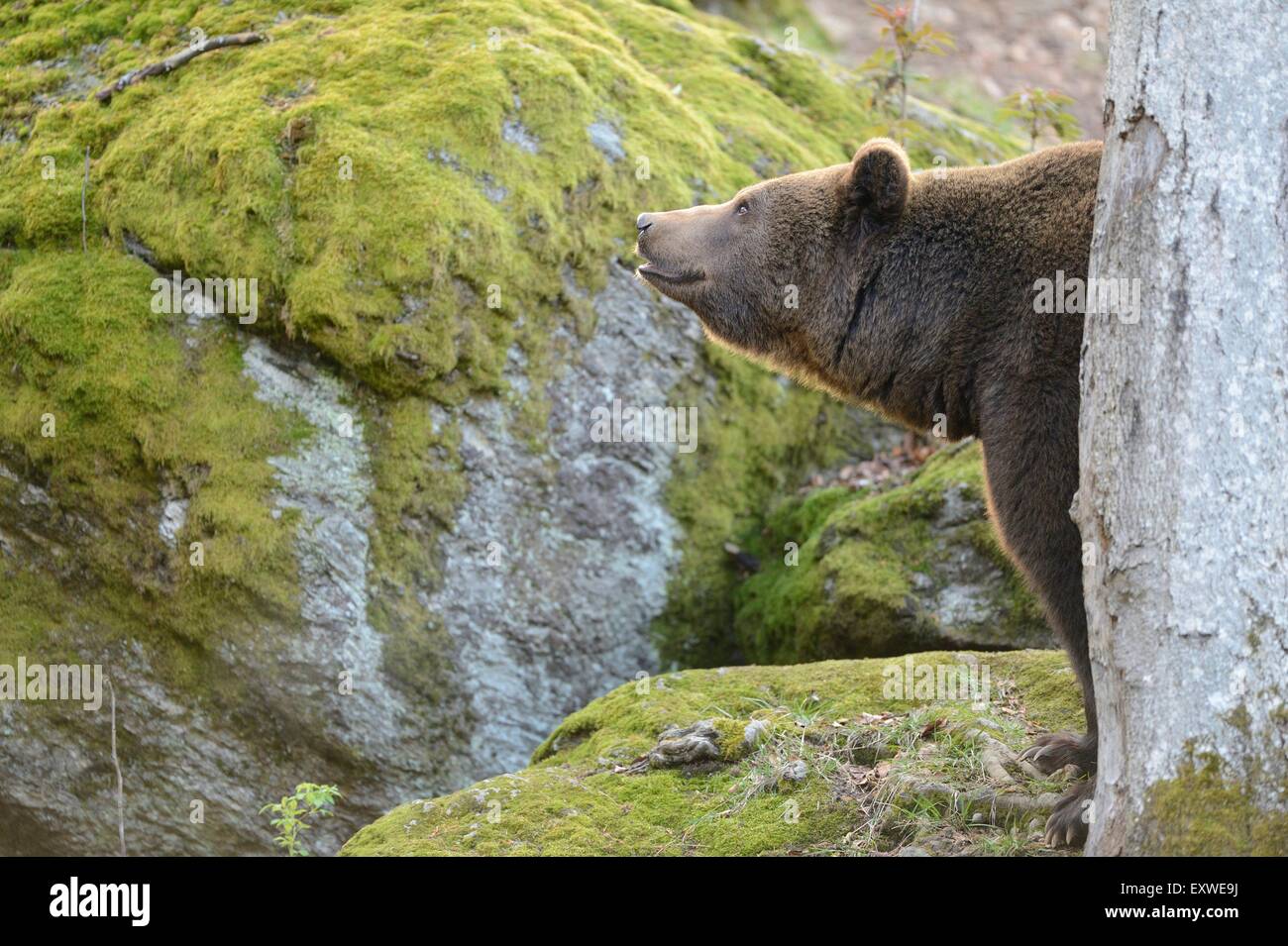 Braunbär im Nationalpark Bayerischer Wald, Deutschland Stockfoto