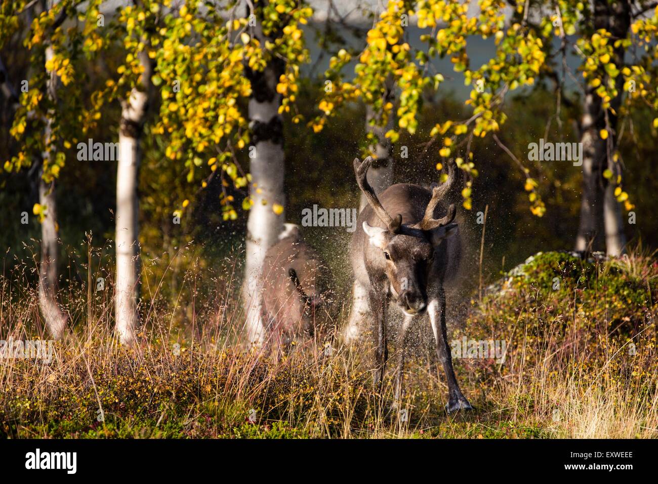 Nationalpark Sarek, Schweden, Europa Stockfoto