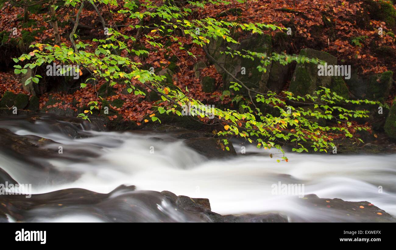 Wald-Stream, Voges Bergen, Frankreich, Europa Stockfoto