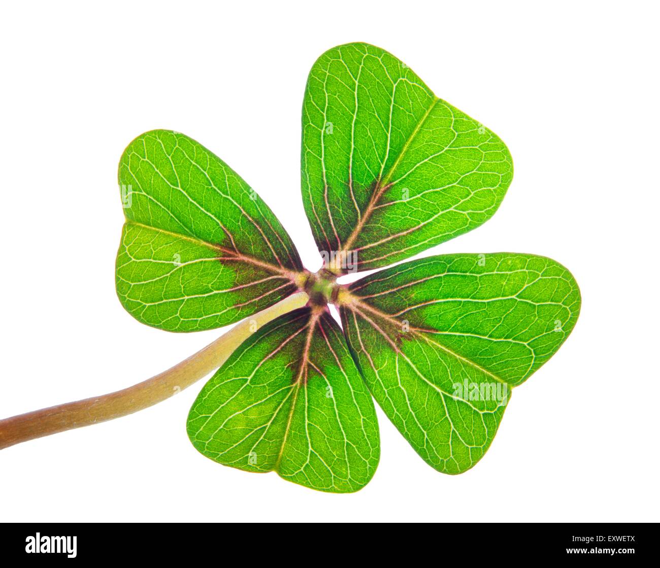 Vierblättriges Kleeblatt Stockfoto