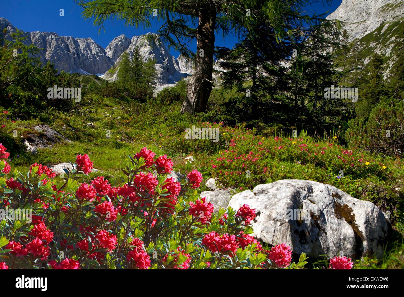 Blumen im Mieminger Gebirge, Tirol, Österreich Stockfoto