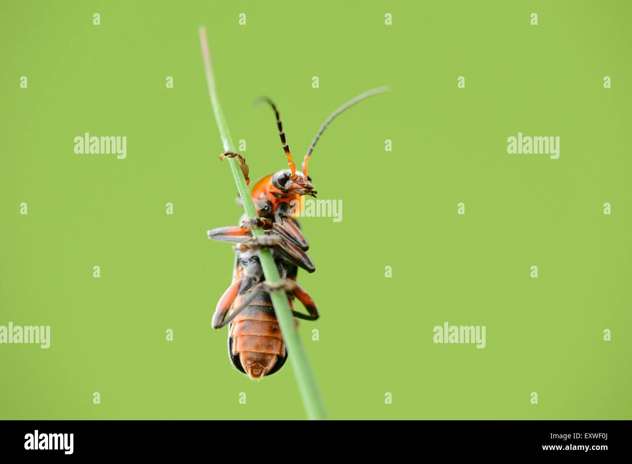 Nahaufnahme der Soldat Käfer Cantharis Fusca auf einem Rasen-Stiel Stockfoto