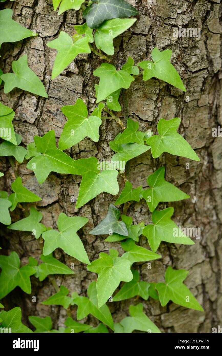 Nahaufnahme der Efeu wächst an einem Baumstamm Stockfoto