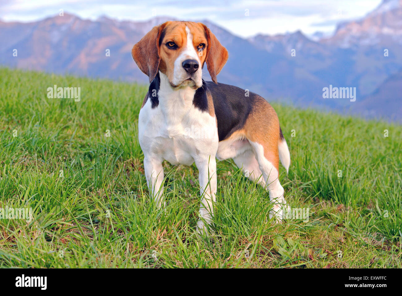 Beagle männlich stehend auf Wiese, Alarm Stockfoto