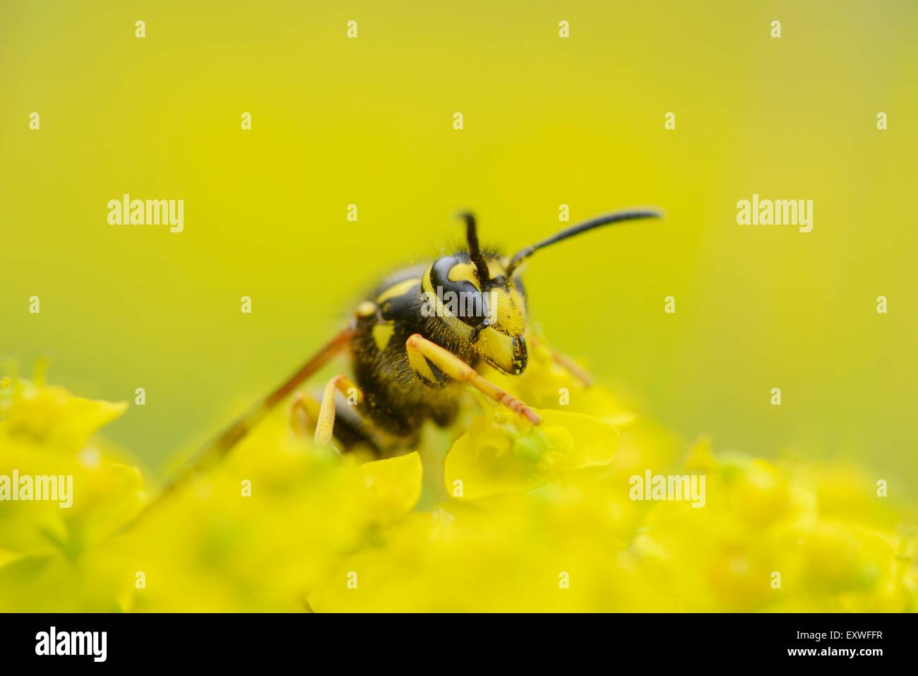 Nahaufnahme von einem gemeinsamen Wespe auf einem Zypressen-Wolfsmilch Stockfoto