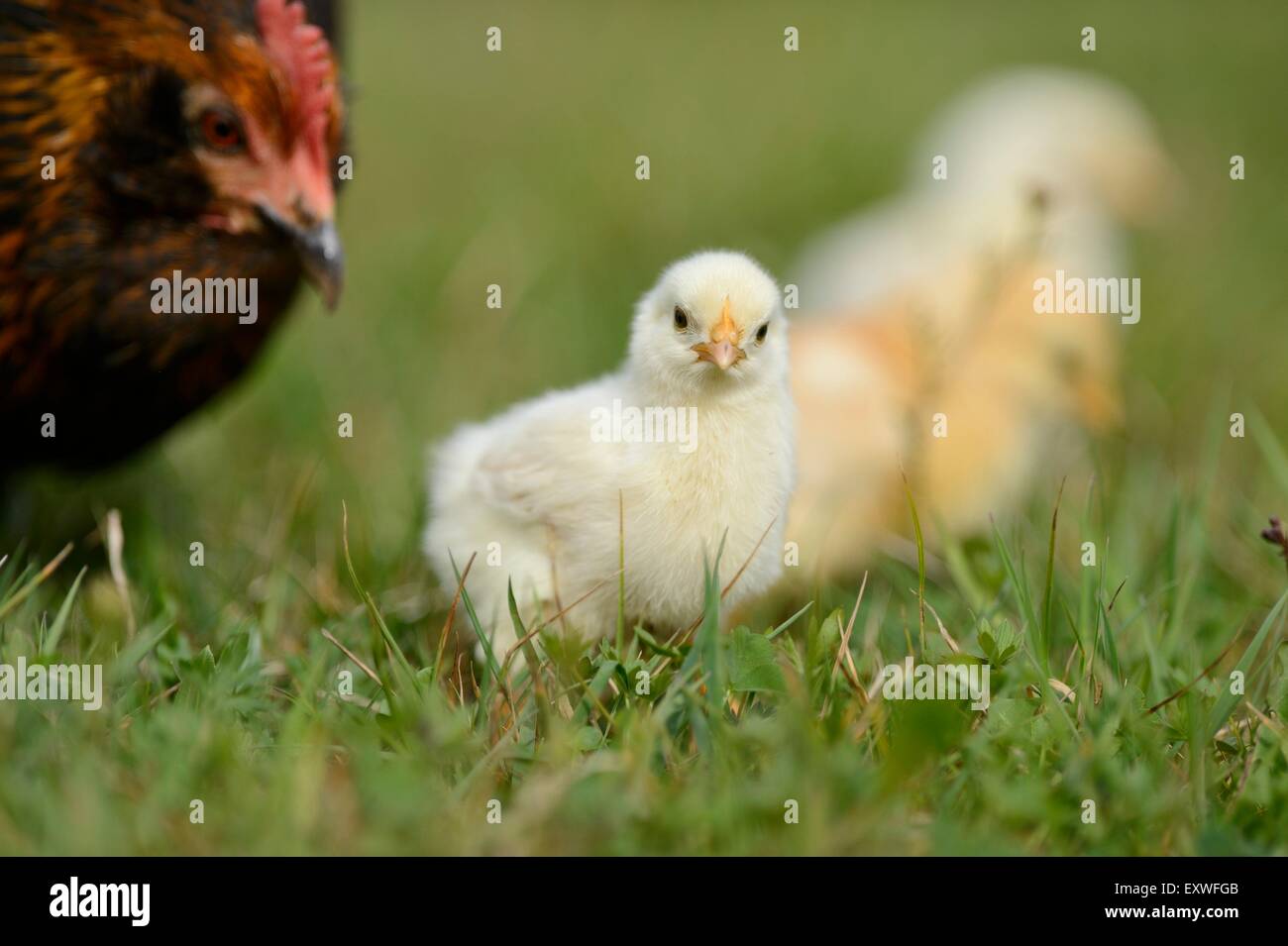 Huhn-Küken mit Henne auf einer Wiese Stockfoto