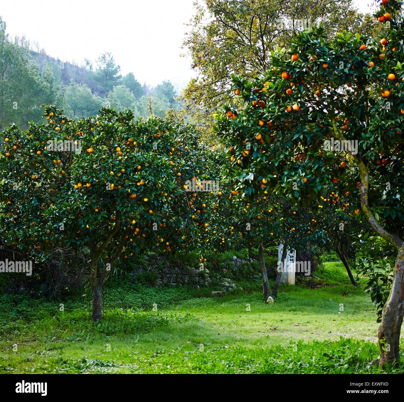 Orange Oranges Sicily Stockfotos & Orange Oranges Sicily Bilder Alamy