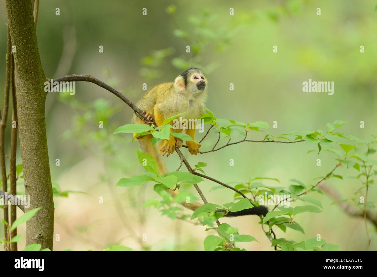 Gemeinsamen Totenkopfaffen (Saimiri Sciureus) auf einem Baum Stockfoto