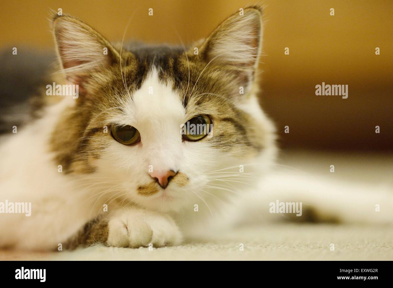 Katze Pinkelt Auf Sachen Die Auf Dem Boden Liegen Tier am boden liegen -Fotos und -Bildmaterial in hoher Auflösung – Alamy