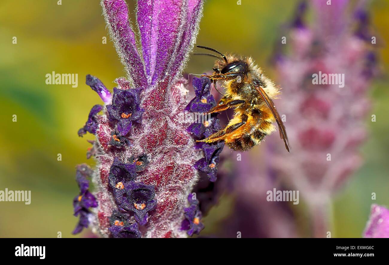 Biene auf spanischer Lavendel Stockfoto