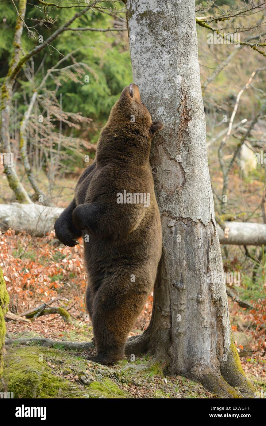 Braunbär (Ursus Arctos) reiben an Baumstamm, Nationalpark Bayerischer Wald, Deutschland Stockfoto