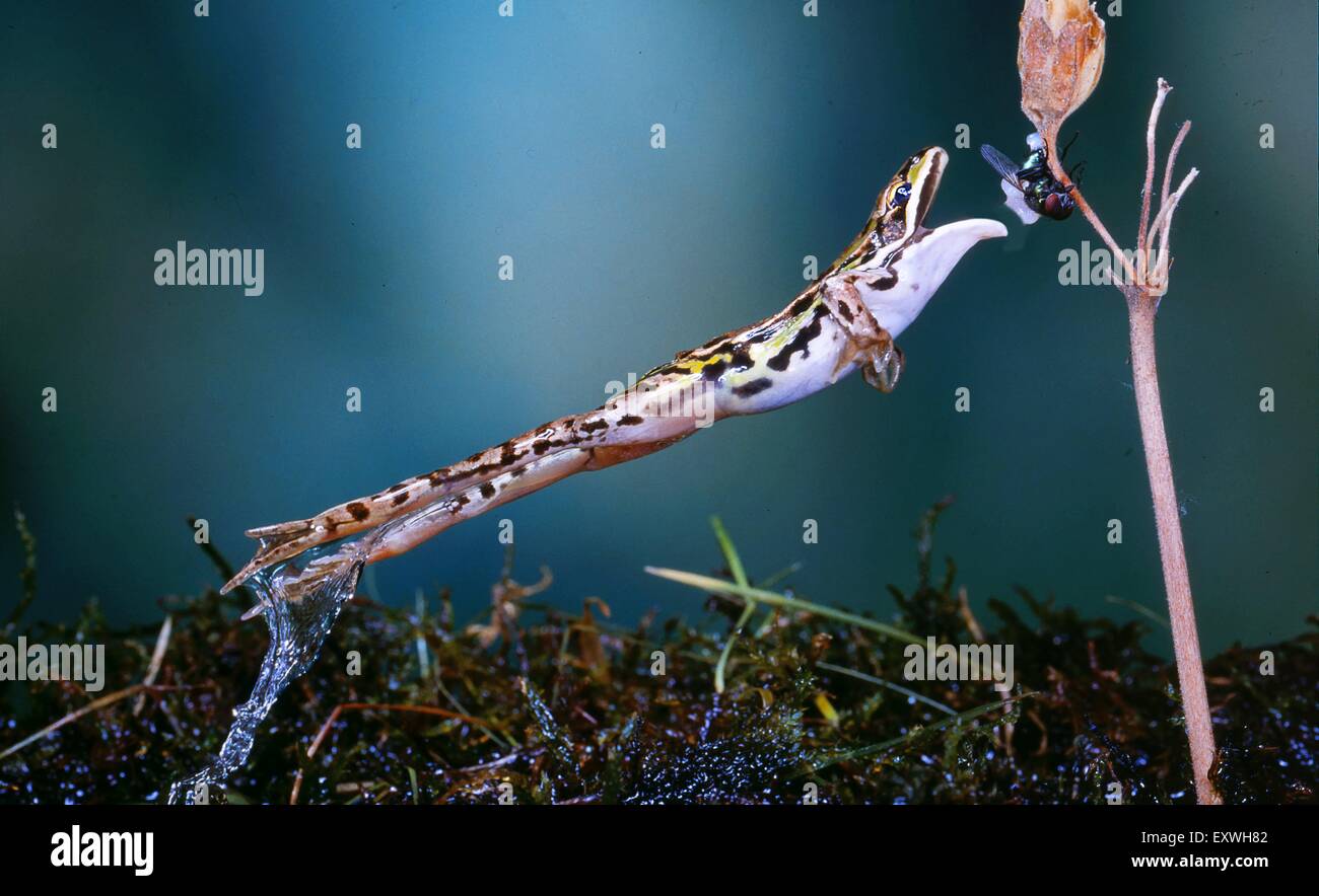 Pool Frosch, Rana Lessonae, springen Stockfoto