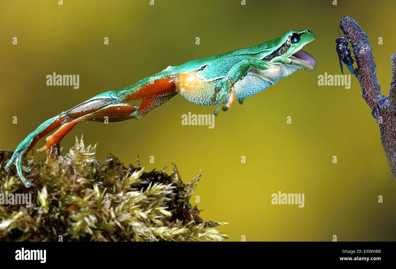 Europäischer Laubfrosch, Hyla arborea Stockfoto