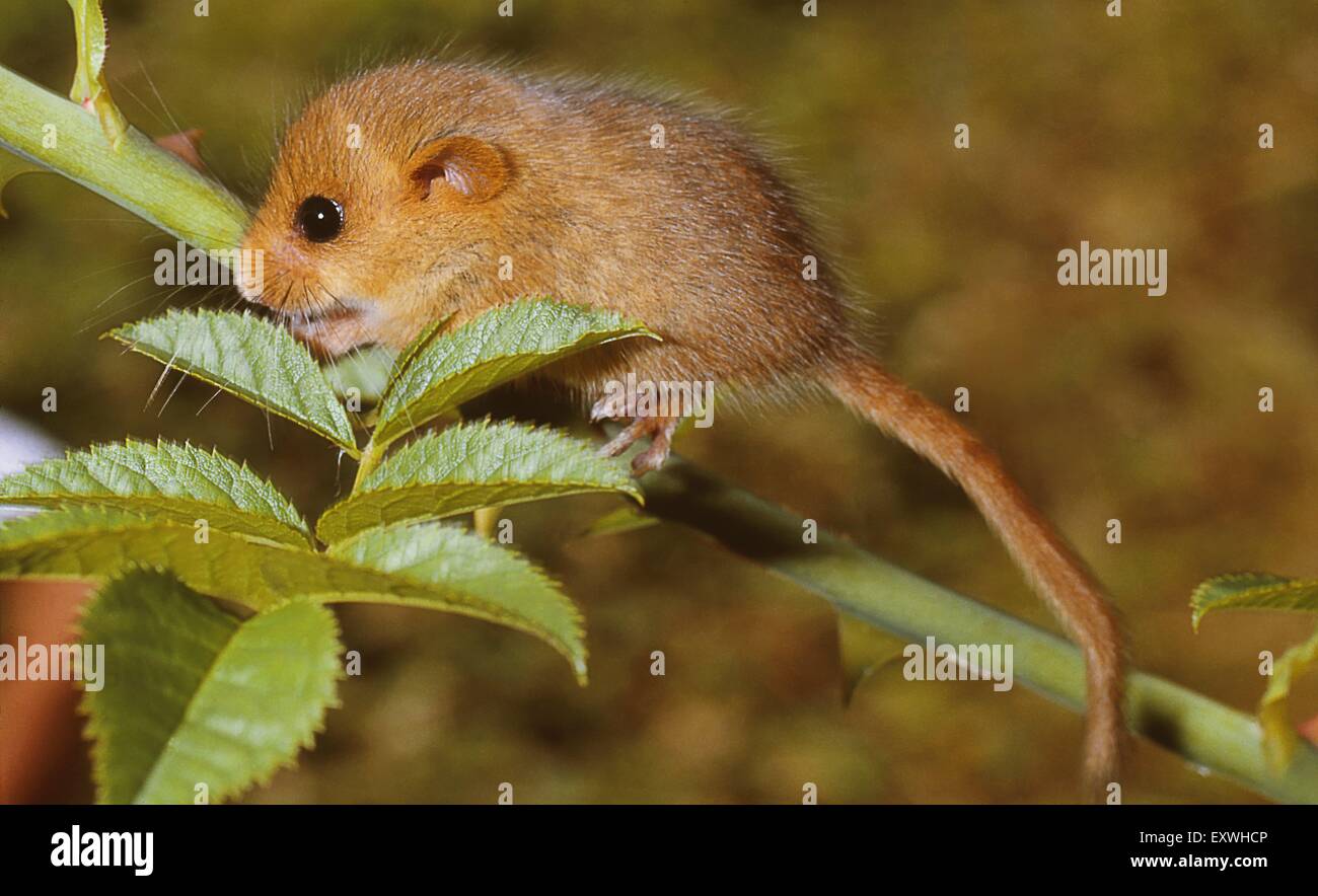 Haselmaus Stockfoto