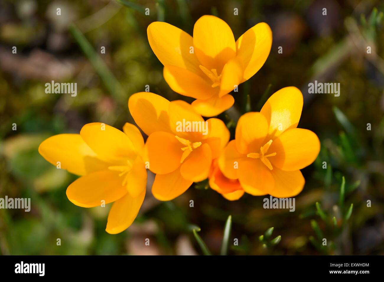 Nahaufnahme von einem inländischen Krokus (Crocus Vernus) Stockfoto