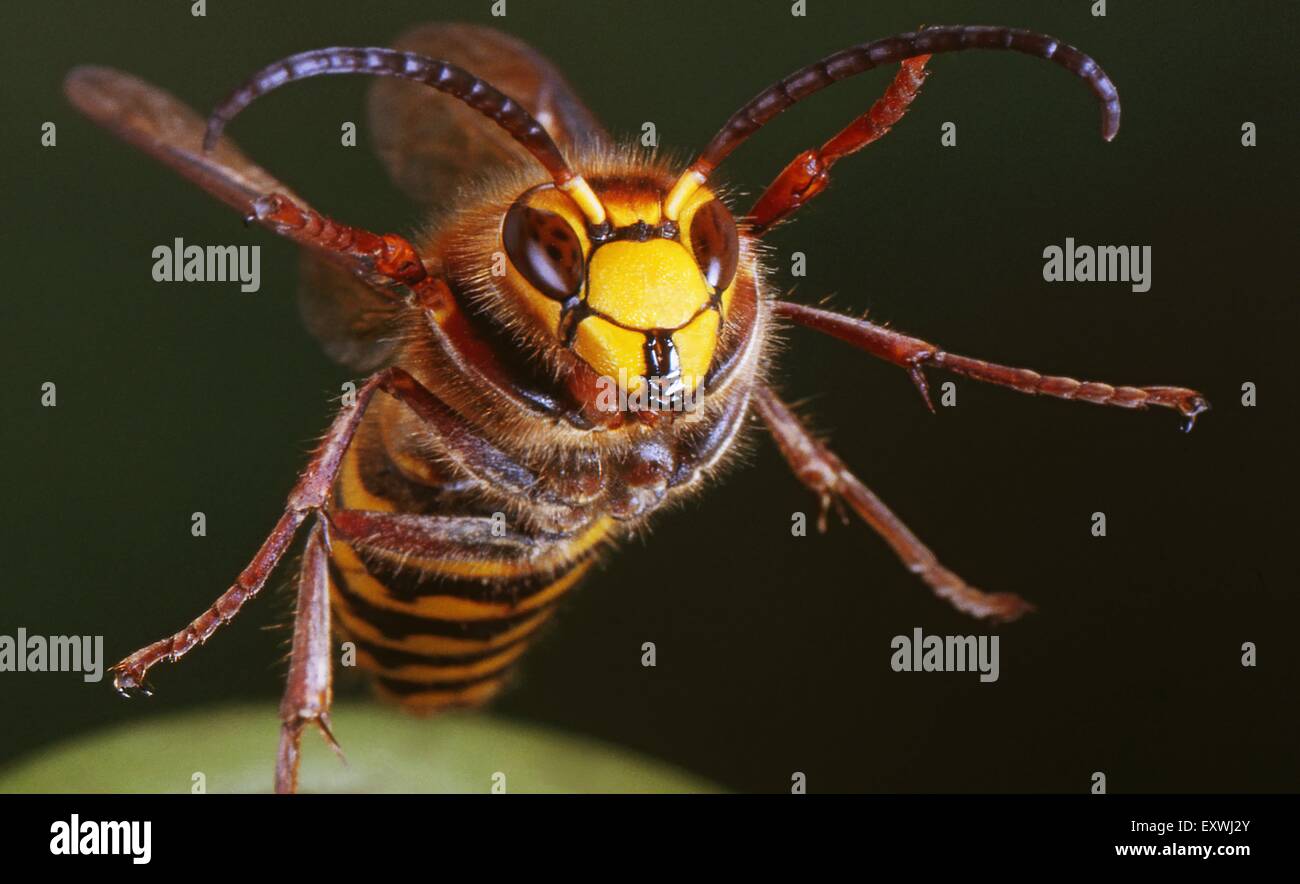 Hornet Stockfoto