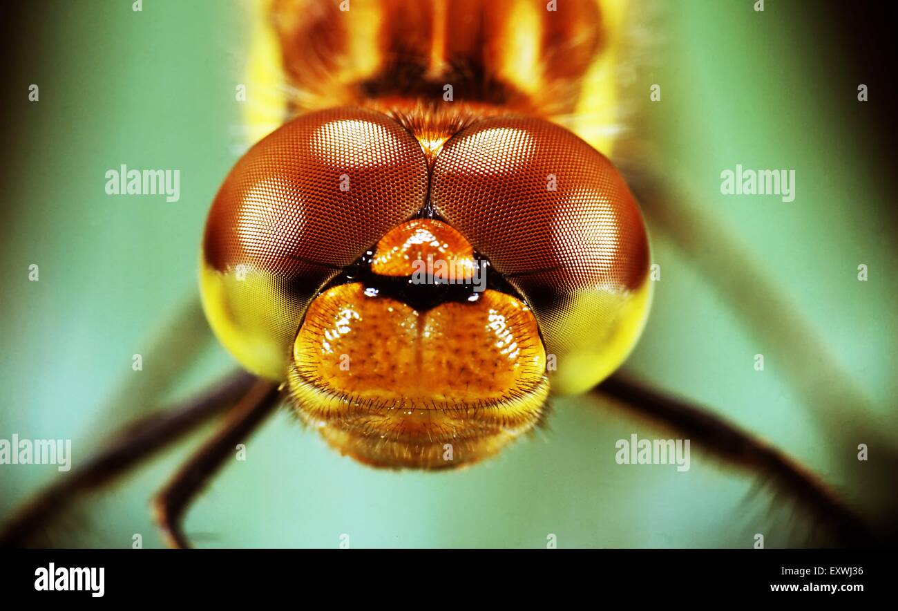 Facettenauge einer Libelle Stockfoto