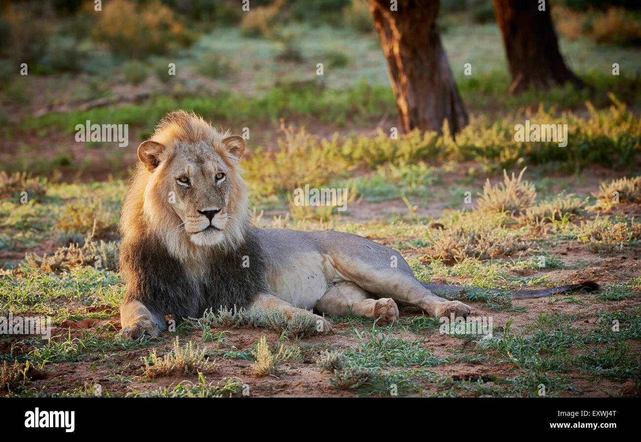 Löwe, Kgalagadi Transfrontier Park, Kalahari, Südafrika, Botswana Stockfoto