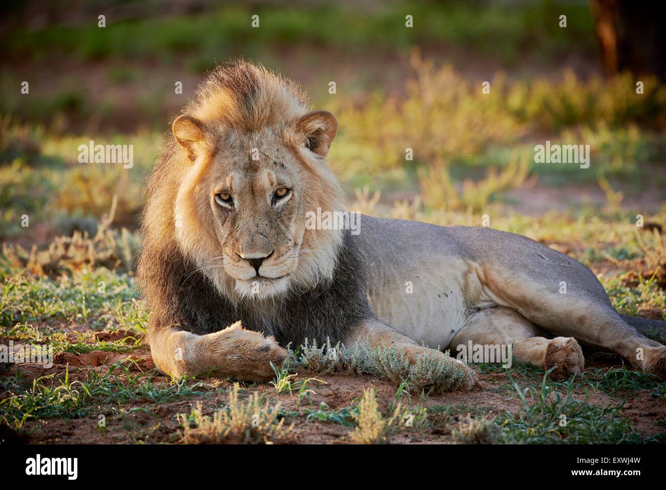 Löwe, Kgalagadi Transfrontier Park, Kalahari, Südafrika, Botswana Stockfoto