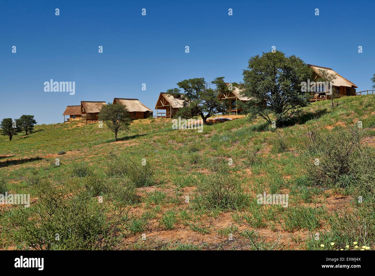 Rooiputs Lodge, Kgalagadi Transfrontier Park, Kalahari, Südafrika, Botswana Stockfoto
