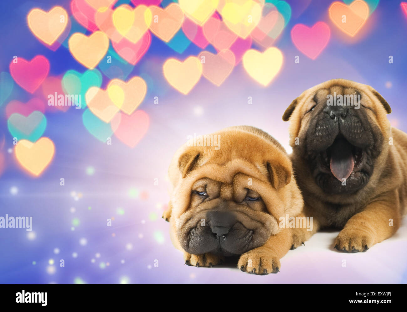 Zwei Shar-pei Welpen in Liebe Stockfoto