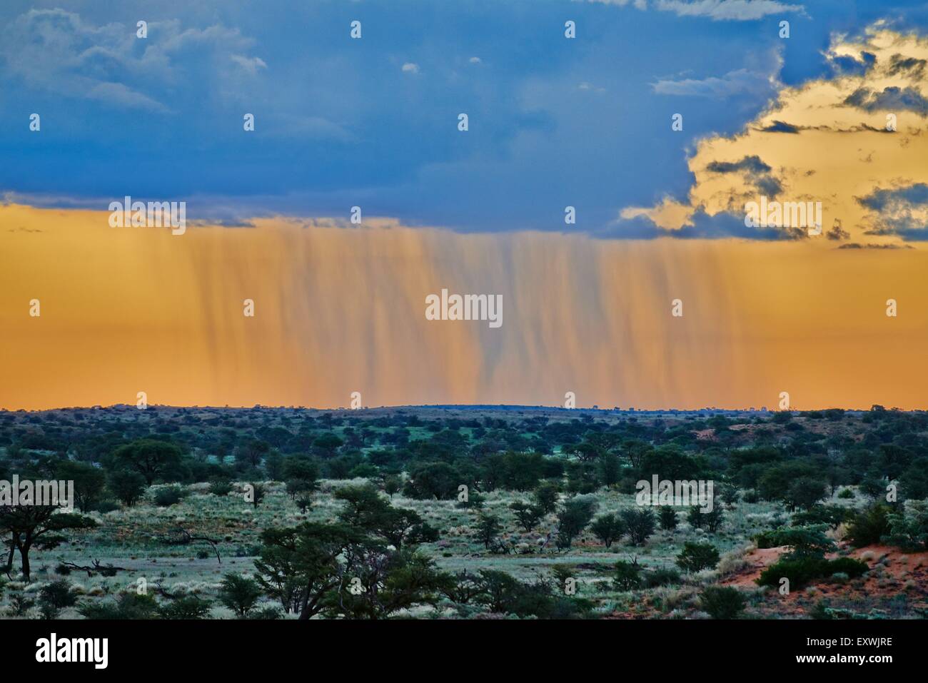 Regenwolken über Kgalagadi Transfrontier Park, Kalahari, Südafrika, Botswana Stockfoto