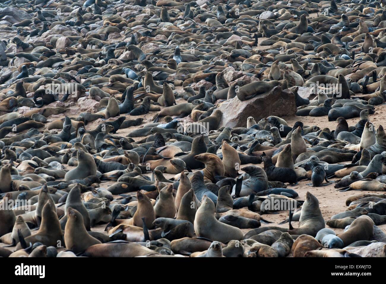 Braune Robbenkolonie am Cape Cross, Namibia Stockfoto