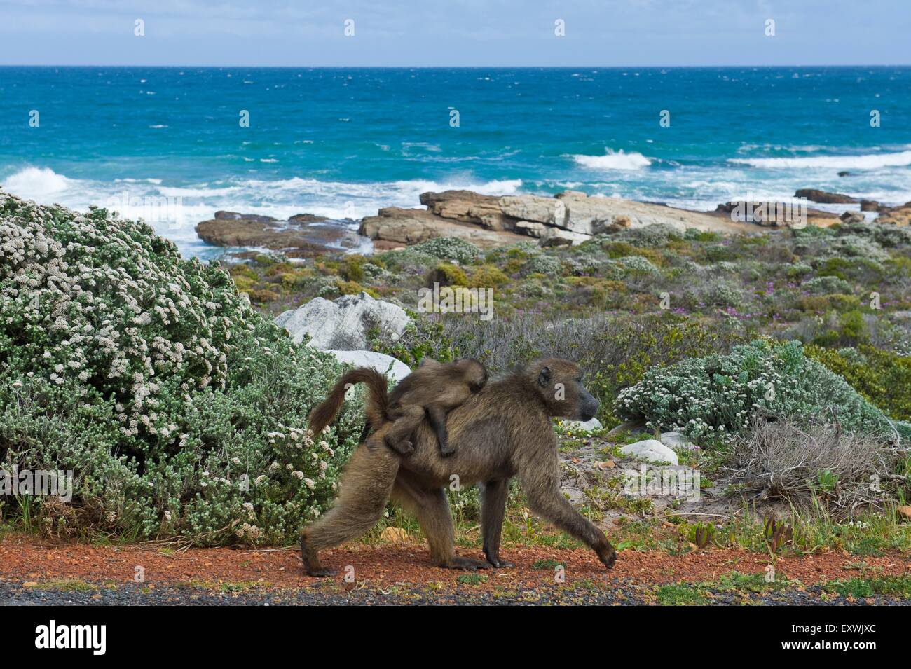 Weibliche Chacma Pavian mit jungen, Kap der guten Hoffnung, Südafrika Stockfoto