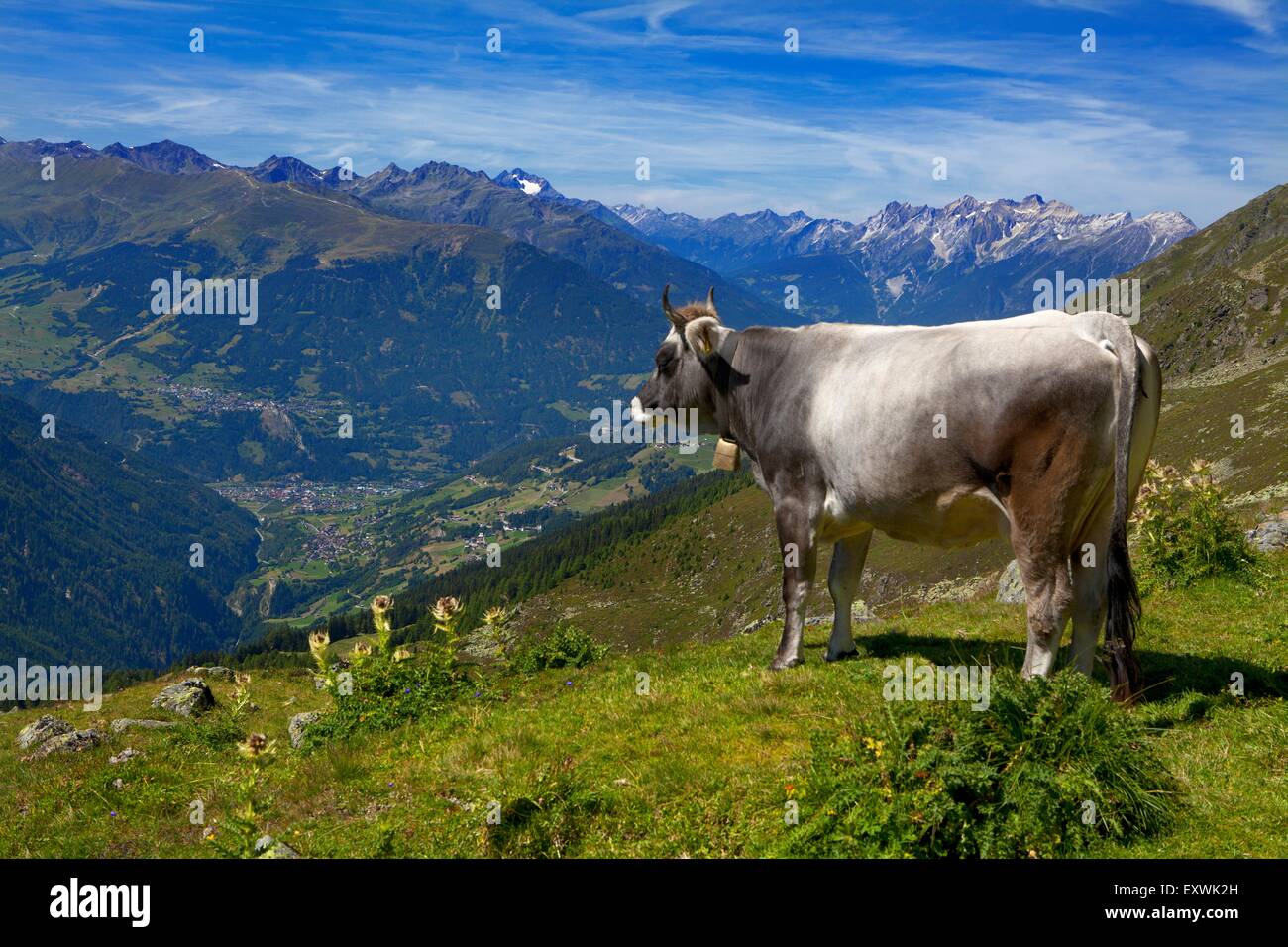 Kuh auf der Alm, Kaunertal, Tirol, Österreich Stockfoto