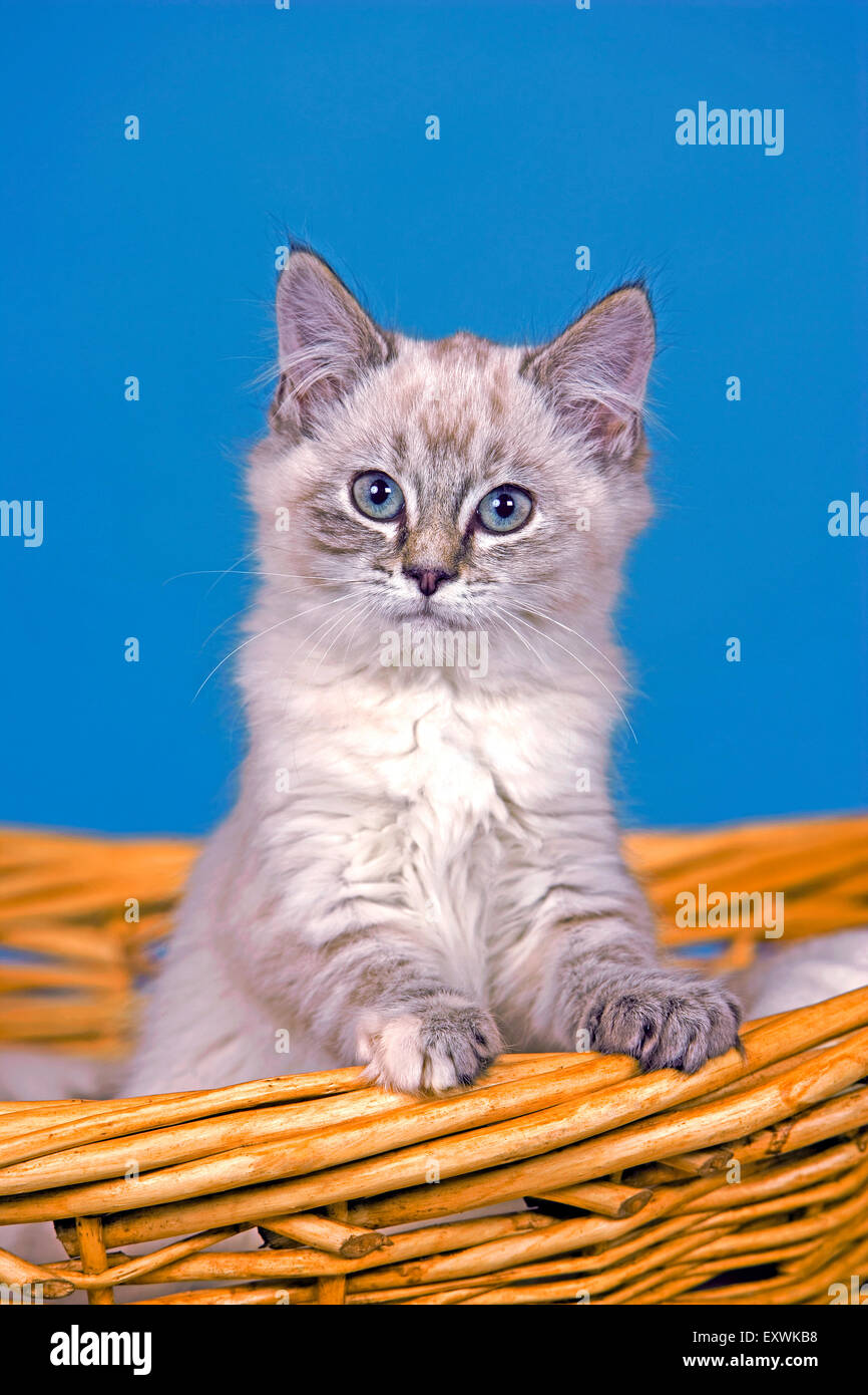 Kätzchen weiß und grau Tabby paar Wochen alt in Korb, Porträt Stockfoto