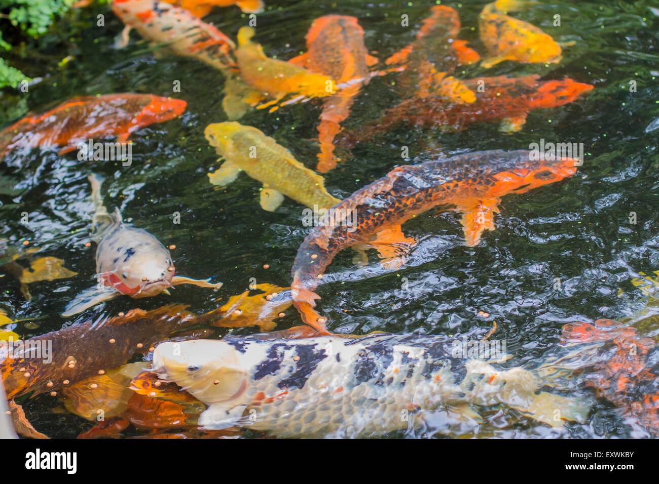 Kois wasser Fotos und Bildmaterial in hoher Auflösung Alamy