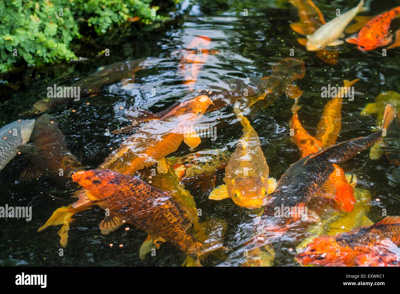 Kois wasser Fotos und Bildmaterial in hoher Auflösung Alamy