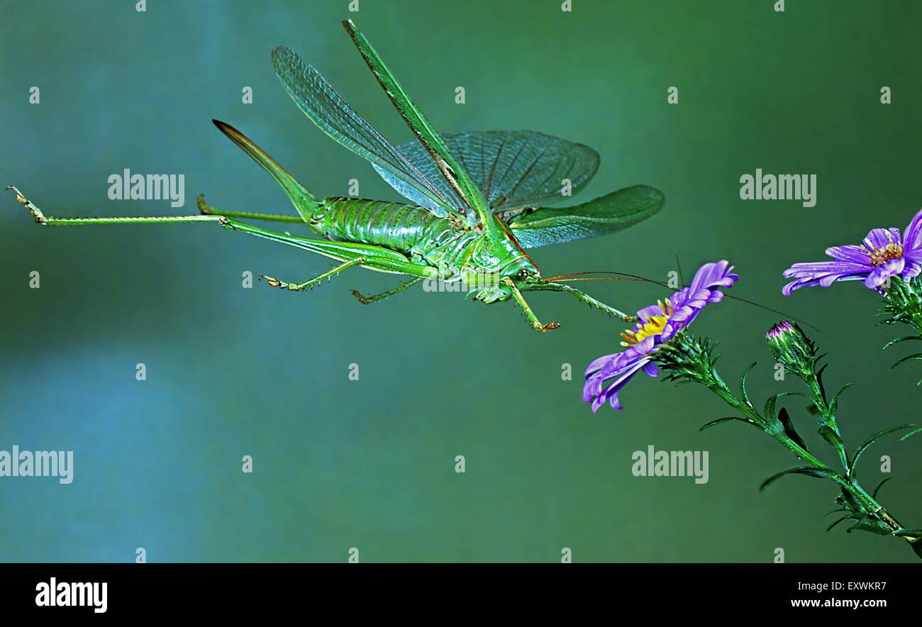 Große grüne Bush-Cricket in Blüte Stockfoto