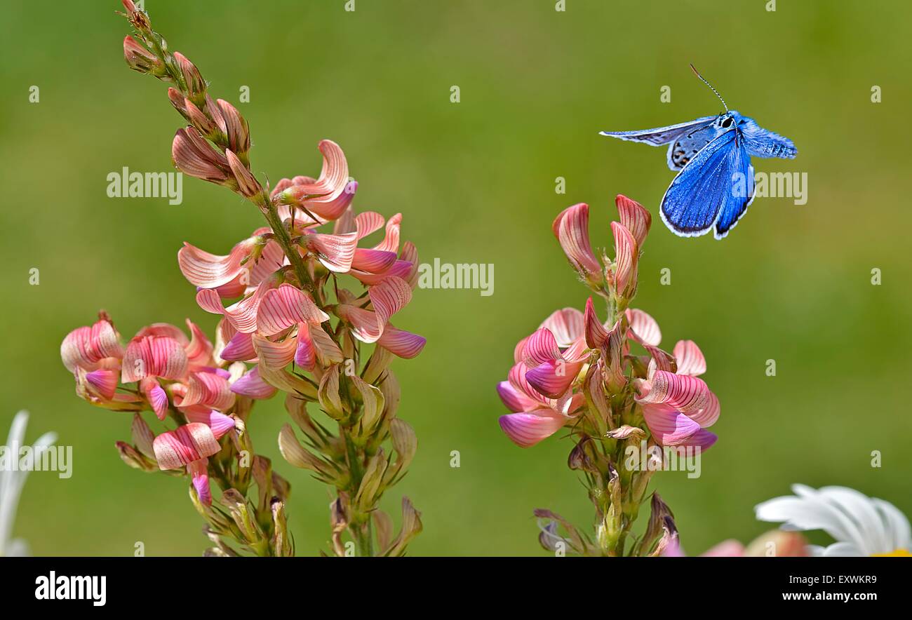 Hauchdünn-winged Schmetterling auf Blüte Stockfoto